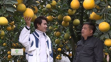 VƯỜN BƯỞI CỔ THỤ TIỀN TỈ Ở HƯNG YÊN, QUẢ TO NHƯ MŨ CỐI, ĐỦ DÁNG ĐỘC LẠ