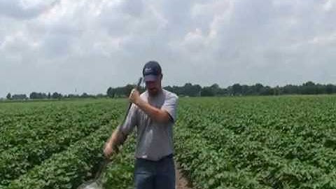 Sweep net use in cotton