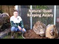 Natural quail keeping aviary