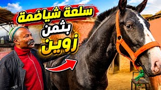 اجي تشوف جدوعة لي غدي بيهم بادريس الحد دراى 