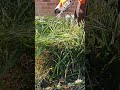 Trimming Sedge Trimming Sedge