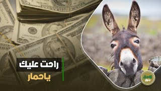 الفلاحين استبدلوه بـ التروسيكل..وجلده بيتباع بـ 20 ألف: سعر الواحد مفاجأة. وده اللي بيحصل في لحمته