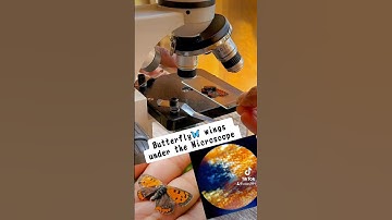 Butterfly wings Under the microscope 🔬🦋 | The Amazing microscopic world | #microscopicworld