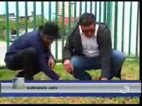 ევროპის ხეივნის გახსნა და ევრომარათონი