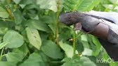 モロヘイヤは花が咲いたら食べないで 有機農家直伝 無農薬で育てる家庭菜園 Youtube
