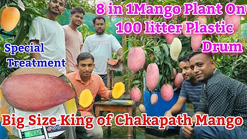 Multi Grafted Mango Plant On 100 Litter Plastic Drum/Mango Plant On Roof Garden/Big Kingof Chakapath
