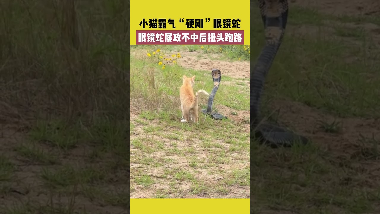 小貓霸氣“硬剛”眼睛蛇，眼鏡蛇屢攻不中後扭頭跑路 #宠哈哈