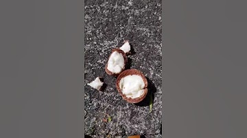 First taste of Macadamia nuts after 8 year wait