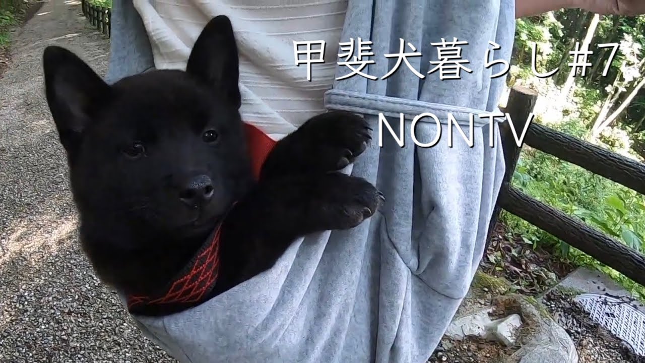 黒猫ナナの爪切りと抱っこ練習的youtube视频效果分析报告 Noxinfluencer