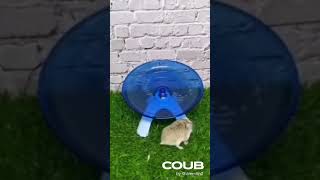 Hamsters #funny #cute #pets