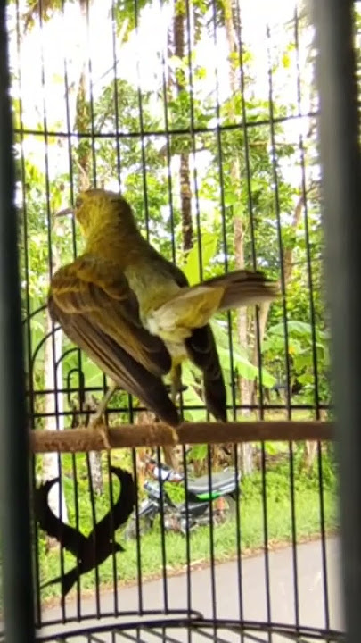 KOLIBRI KELAPA NGOBRA #korlap #kolibrikelapa