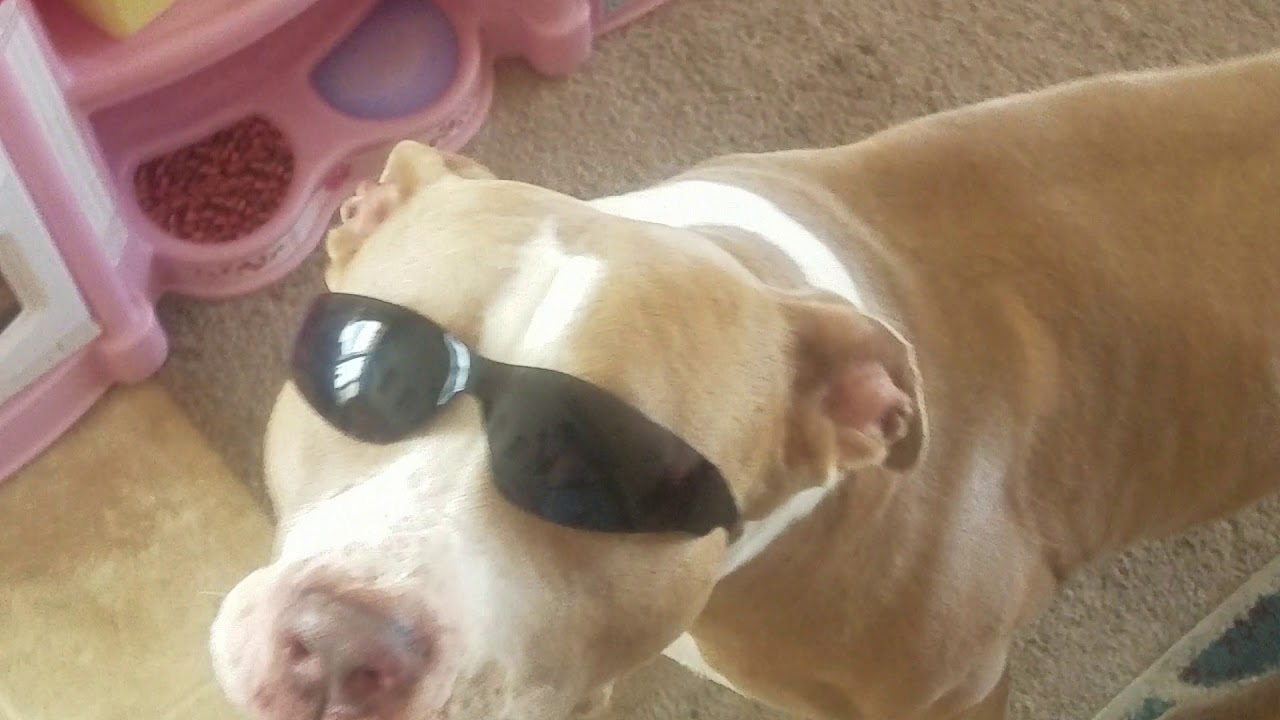 camera iphone 8 plus apk TRAINING A PITBULL TO CHILL.