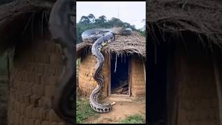 TOP AMAZING FACTS ABOUT SNAKES. #SNAKES #PYTHON. #geography #sciencefacts