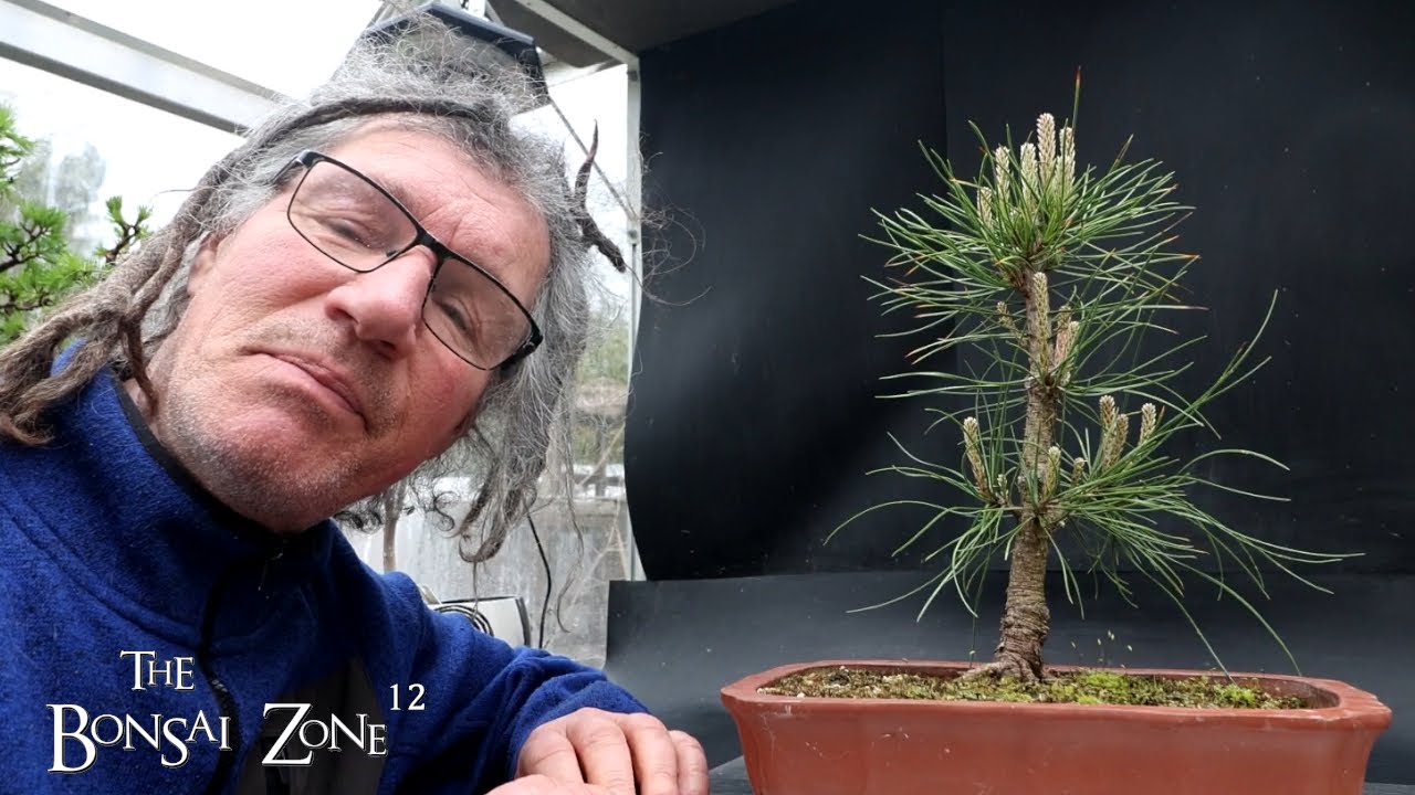 Pruning My Japanese Black Pine and Norway Maple, The Bonsai Zone, April 2025