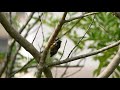 クマゼミの鳴き声 2019.7.28 撮影