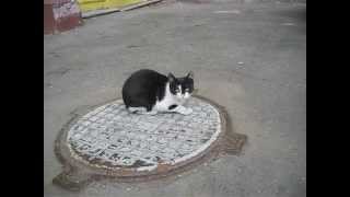Котик мур котик Котик мур котик