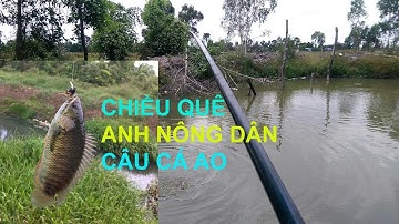Chiều quê - Anh nông dân câu cá rô mỏi tay - câu cá ao