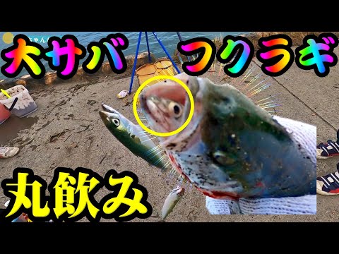 【釣り】大サバ・フクラギ北海道・ブリ幼魚・泳がせ・サビキ・２０２２年