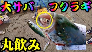 【釣り】大サバ・フクラギ北海道・ブリ幼魚・泳がせ・サビキ・２０２２年