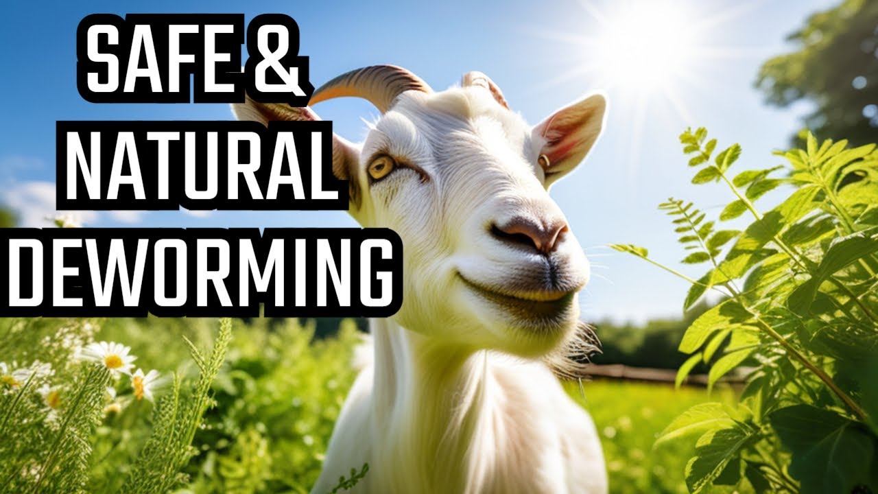 Goat Care 101 Natural Safe Dewormer Medication Revealed. Your Goats