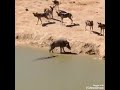 شاهد تصرف الخنزير الغير متوقع شاهد تصرف الخنزير الغير متوقع