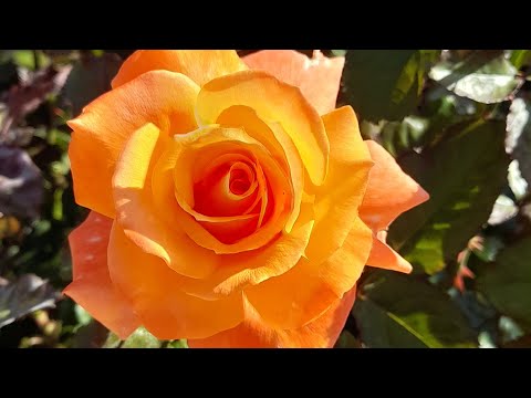 Обрізка ТРОЯНД протягом літа аж до осені #subtitles #rose #догляд #care #роза