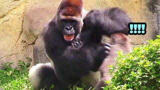 greenboy・笑う動物 Jabali Wants to Play with Dad—But D'jeeco's Not Having It
