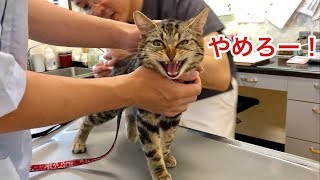 動物病院での注射が嫌すぎて大暴れしてしまった猫