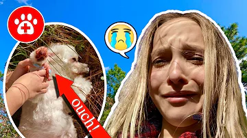 SOMETHING TERRIBLE HAPPENED TO MY DOG TOBY!! **I CRIED!** SO EMOTIONAL!! #lostdog #lillyK