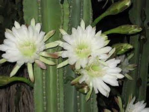 How To Grow The Night Blooming Cactus - Cereus Cactus