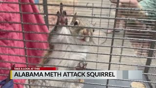 Police: Alabama man fed meth to caged 'attack squirrel'