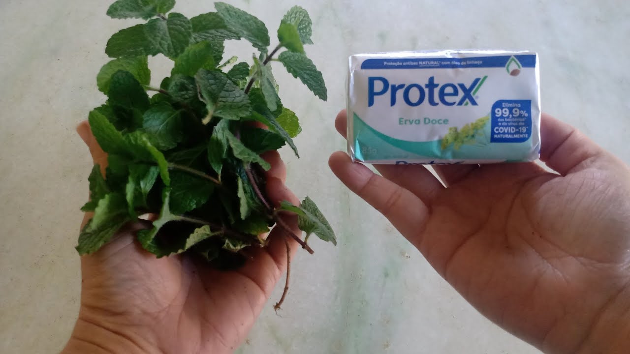 COMO FAZER SABONETE ÍNTIMO USANDO HORTELÃ FICA MARAVILHOSO UMA MÉDICA ME ENSINOU #saboneteliquido