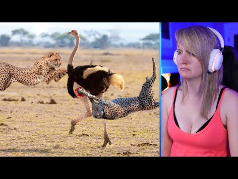 15 Amazing And Merciless Cheetah Coalition Attacks Caught On Camera Part 1 | Pets House