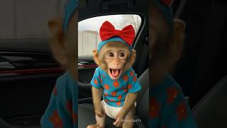 Bu Şirin Bala Meymunun, Xəyalətdən Qorxmaması Çox Qəribədir.