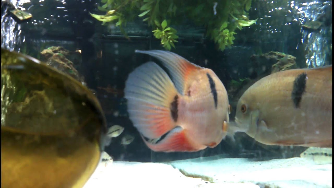 Hypselecara coryphaenoides