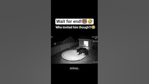 Bear Bounces Like a Kid on Trampoline! 🐻😂 Caught on CCTV #Shorts