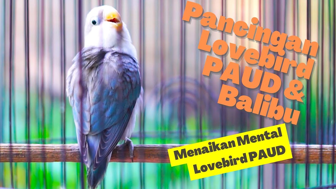Masteran Pancingan Lovebird Paud & Balibu Belajar Ngekek Jeda Rapat