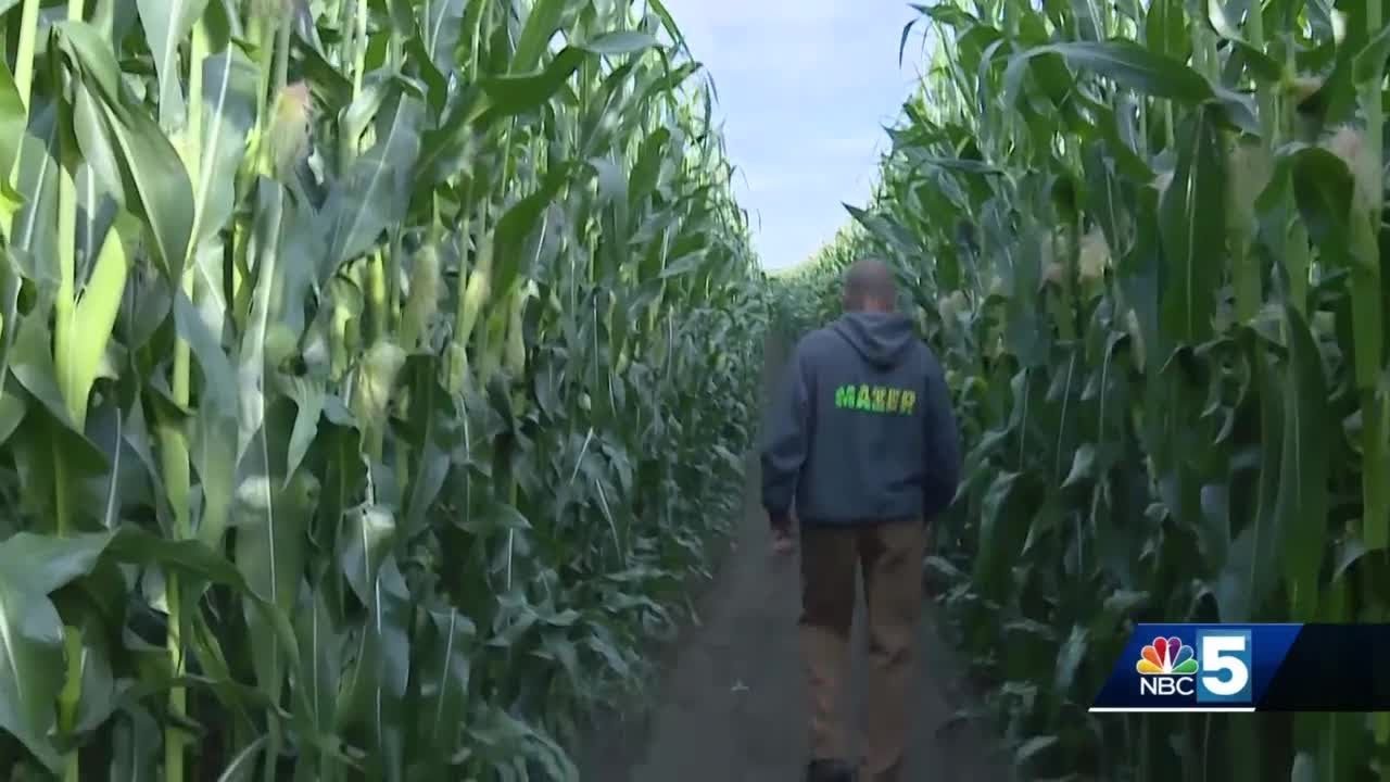 Largest corn maze in New England opens for the season