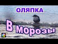 🧊🌊🐦 Оляпка ныряет в ледяную реку. Водяной воробей