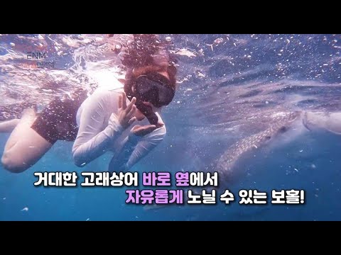 [투어 아바타] 보홀 ✈️랜선 여행 3탄(보홀 하이라이트 고래상어🐳 그리고 불 쇼🔥)