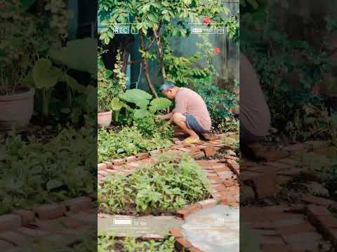 Vietnam Phuot Real home