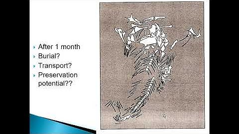 317 Taphonomy Part 1 NARRATED