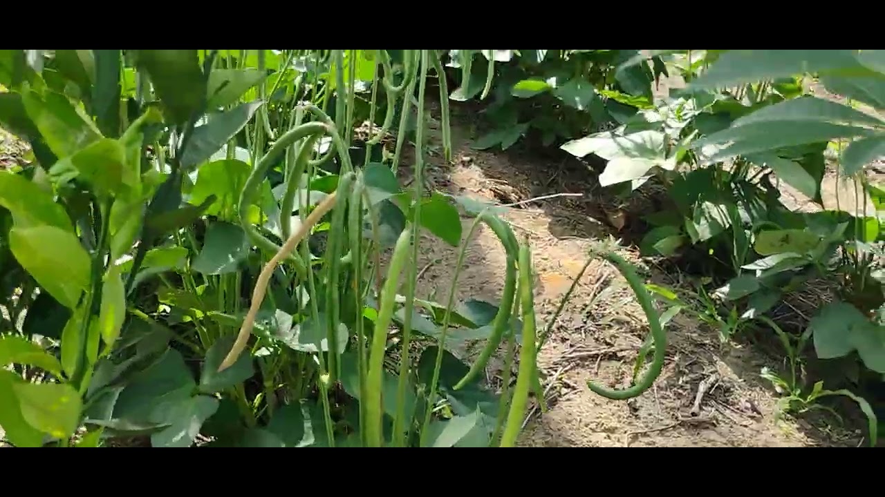 Feijão de corda no sítio ouro 22/02/2026