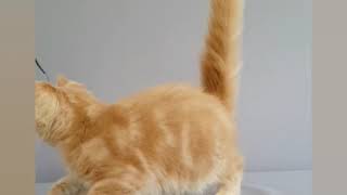 Имбирь 3 Месяца Мейн Кун Кремовый Мраморный Mco E22