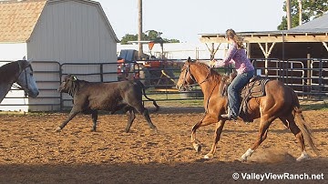 Catzanne N Rambos Gin - working cows - Valley View Ranch