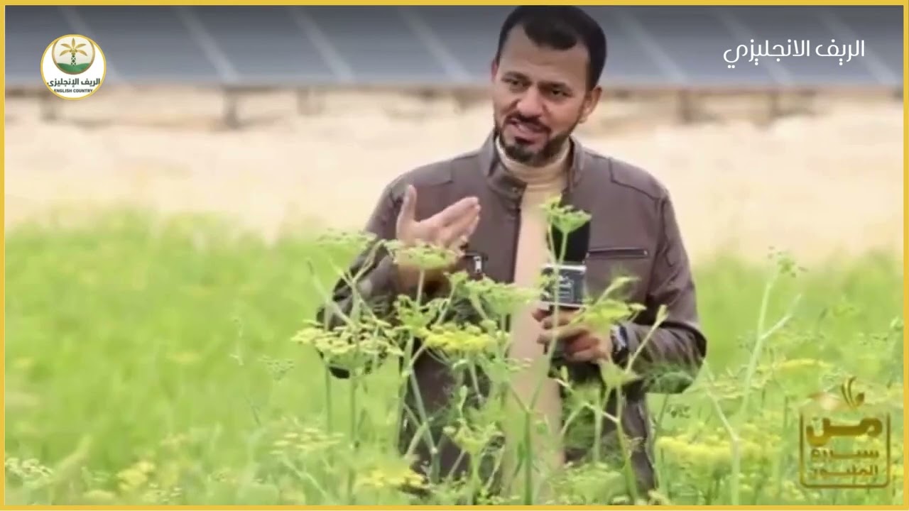 اسرار زراعة النعناع الفلفلي في 