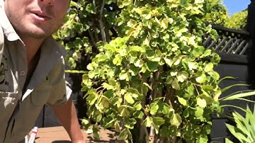 Python Sleeps in Letterbox on the Sunshine Coast