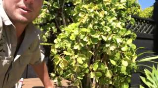 Famous Python Sleeps in Letterbox on the Sunshine Coast Profile