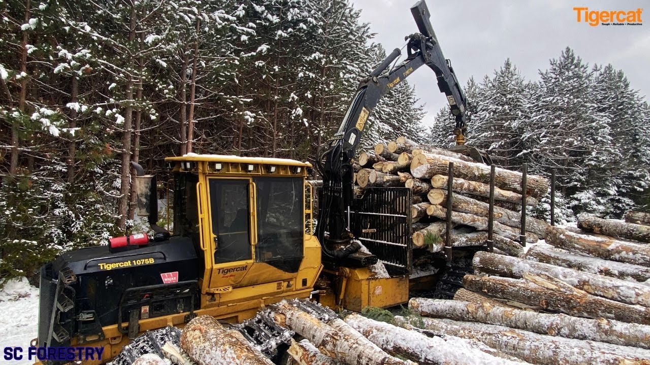 Tigercat 1075B Forwarding Big Poplar in the Snow