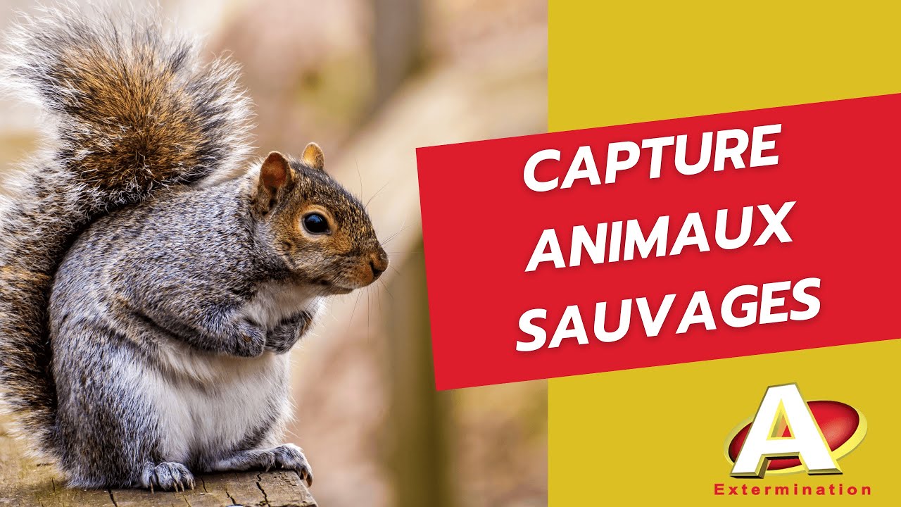 Vidéo : Capture d'animaux sauvages A Extermination
